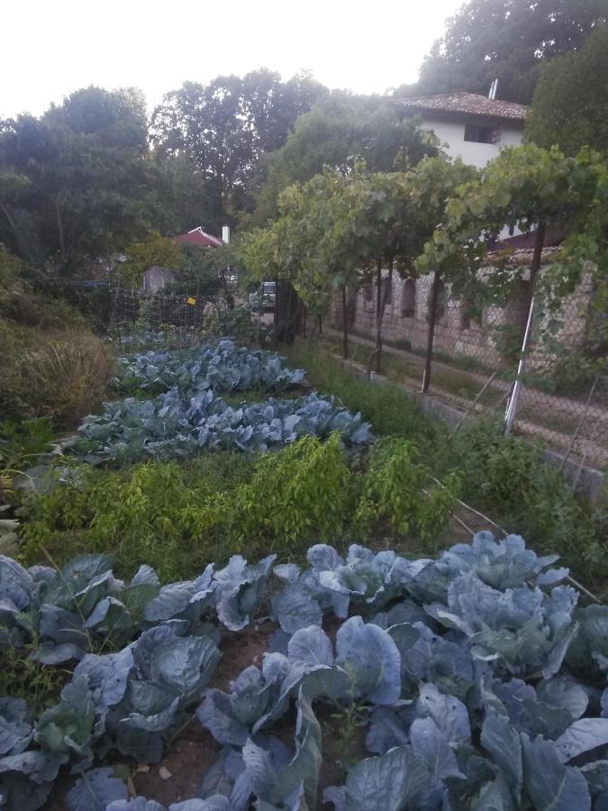 Villa Nasco Zlatni pjasătsi Eksteriør bilde